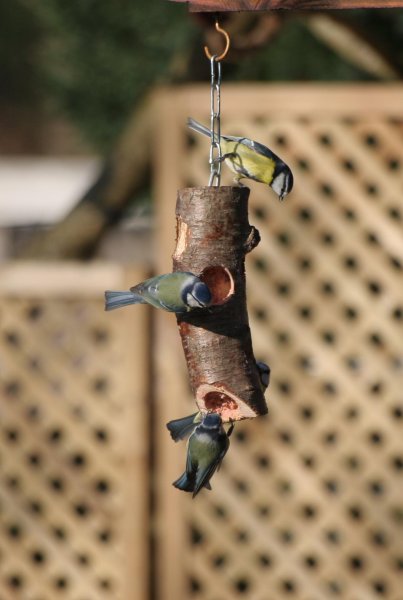 imagesGalleryBirds on feeder.jpg